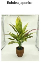 Deko Pflanze Rohdea japonica